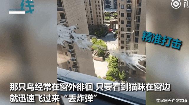 铲屎官对家养猫咪失望,铲屎官对猫咪的无语瞬间