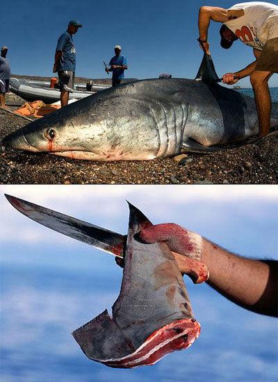 明朝皇帝为什么让郑和下西洋,明朝时郑和带来的食物