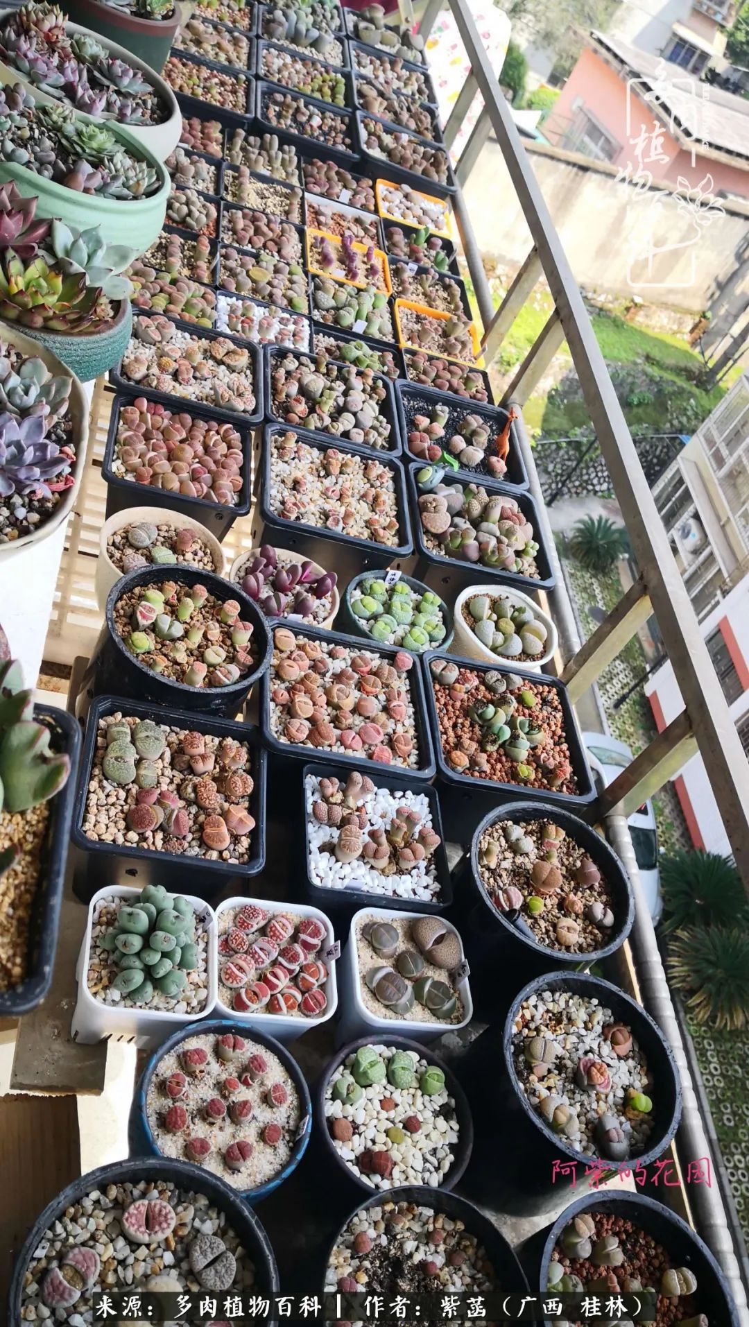 如何在夏天买的多肉度夏,多肉度夏好帮手