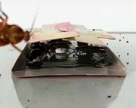 家中蟑螂怎么消灭最彻底,灭蟑王药是怎样消灭蟑螂的