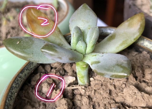 多肉叶片干瘪掉落怎么回事,多肉叶片长出一圈多肉该怎么办