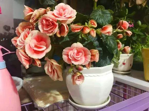 扦插的天竺葵黑腐了是什么原因,长寿花黑腐土壤怎么处理