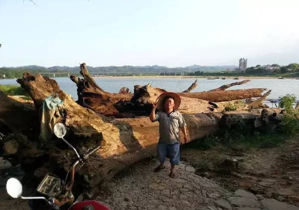 芦山挖出金丝楠乌木,成都挖出的乌木