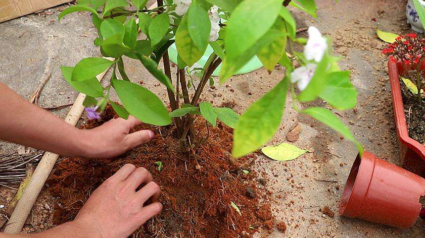 新手养花必选4种花,君子兰开春如何换盆换土