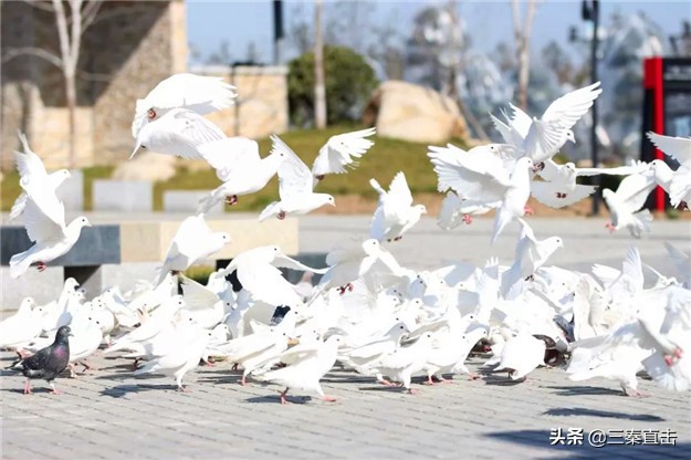 鸽子的家在哪里,鸽子的新家在哪里