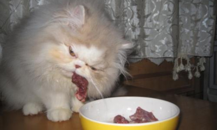 猫吃生骨肉注意事项,猫咪吃生骨肉要注意什么