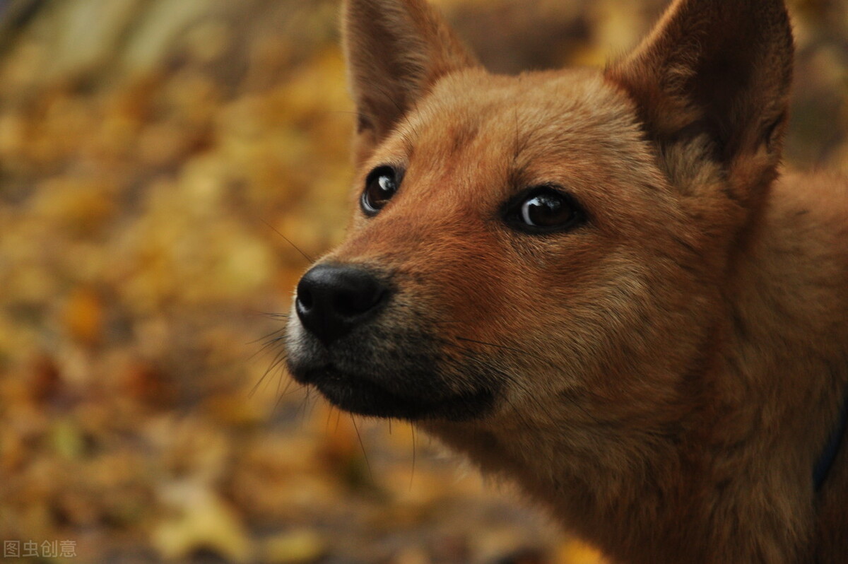 什么狗狗最聪明最认主人又好养活,狗狗是最忠诚的善待它们必有好报