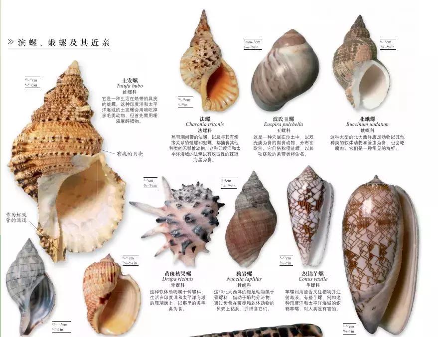 《DK博物大百科》上线啦！6.5折就可买到