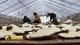 可以致富的植物,可以发家致富的五种植物