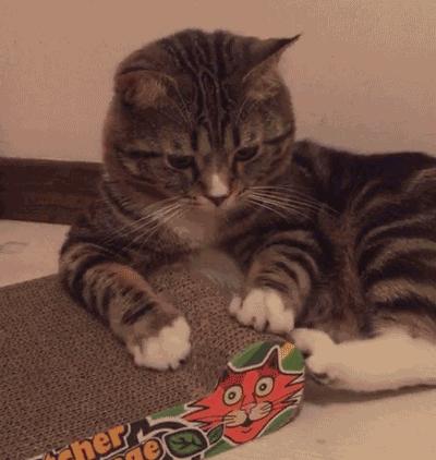 猫咪需要玩伴吗一只猫咪会孤独吗,盘点猫咪太闲的行为