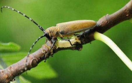 无花果种植棚,建一个无花果冷棚需要多少钱