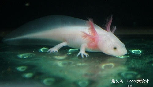 世界上最胖的六角恐龙,最罕见的蓝色六角恐龙