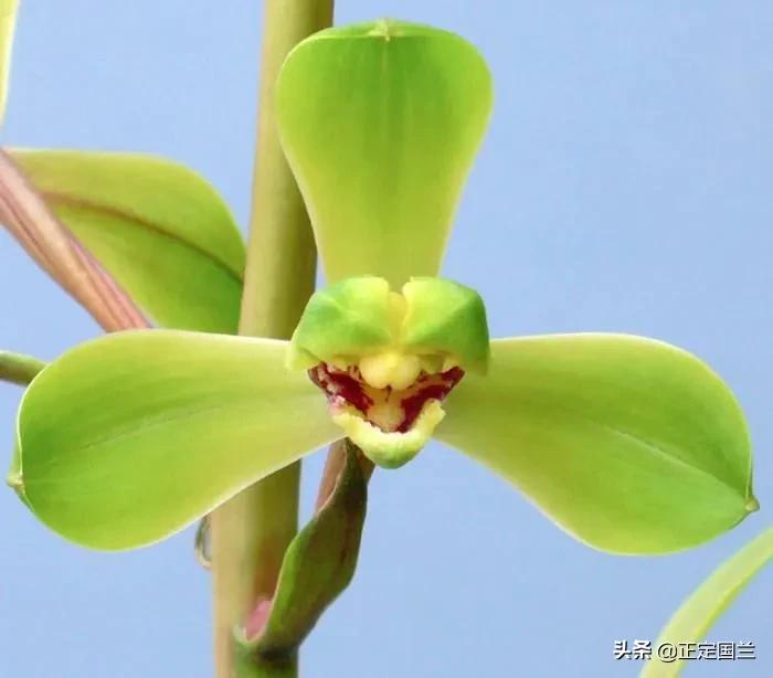 为什么兰花被称为国兰,为什么兰花又叫国兰