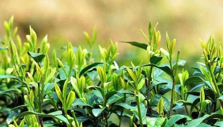 喝茶真的能抗击病毒,每天喝酒喝茶对新冠病毒有用吗