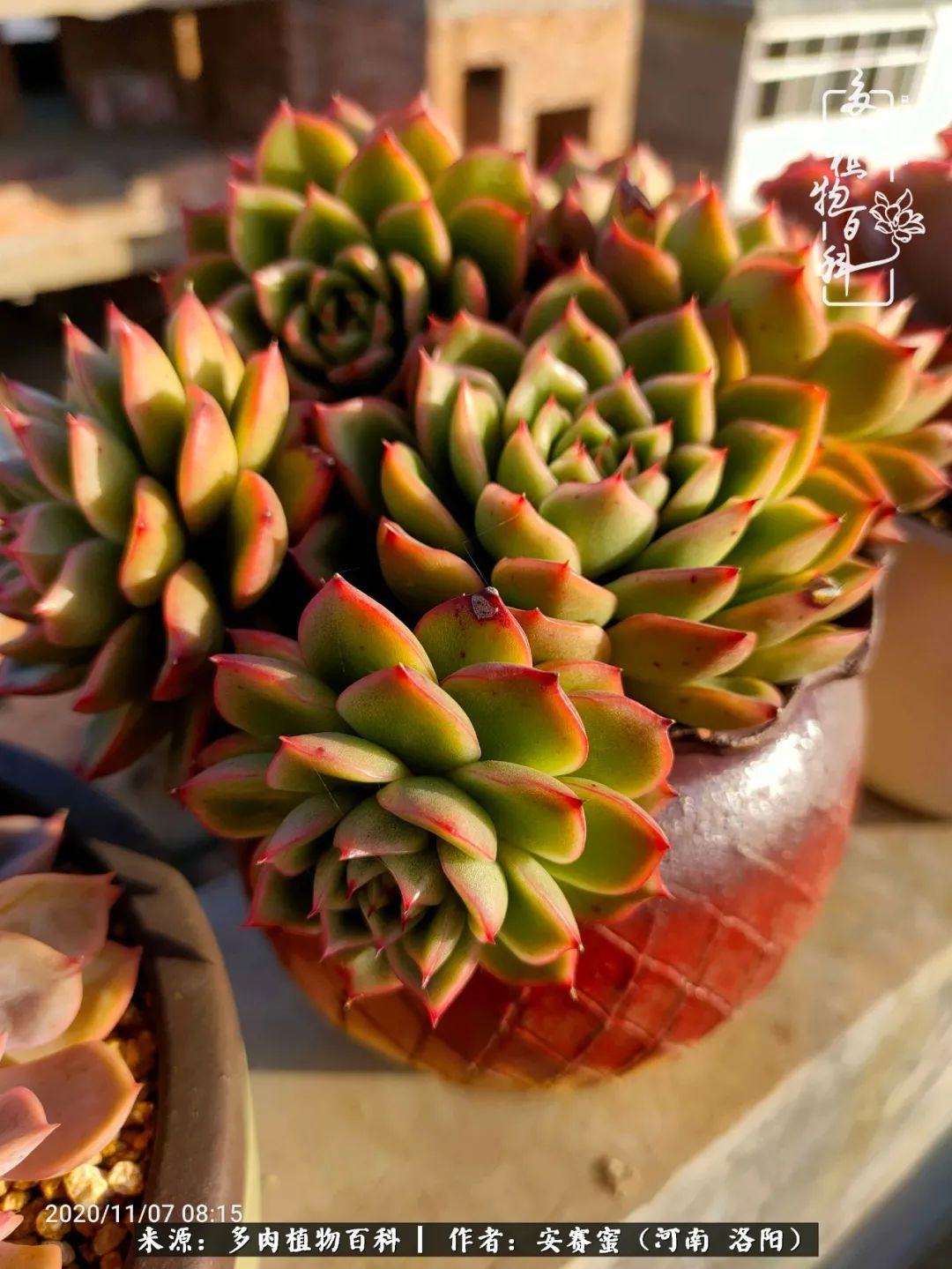 现在是多肉最美的季节,多肉最美的季节来啦