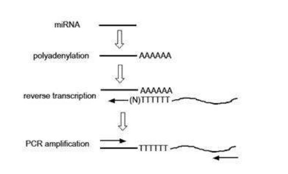 实时荧光定量pcr和普通pcr仪,实时荧光定量pcr扩增曲线如何分析