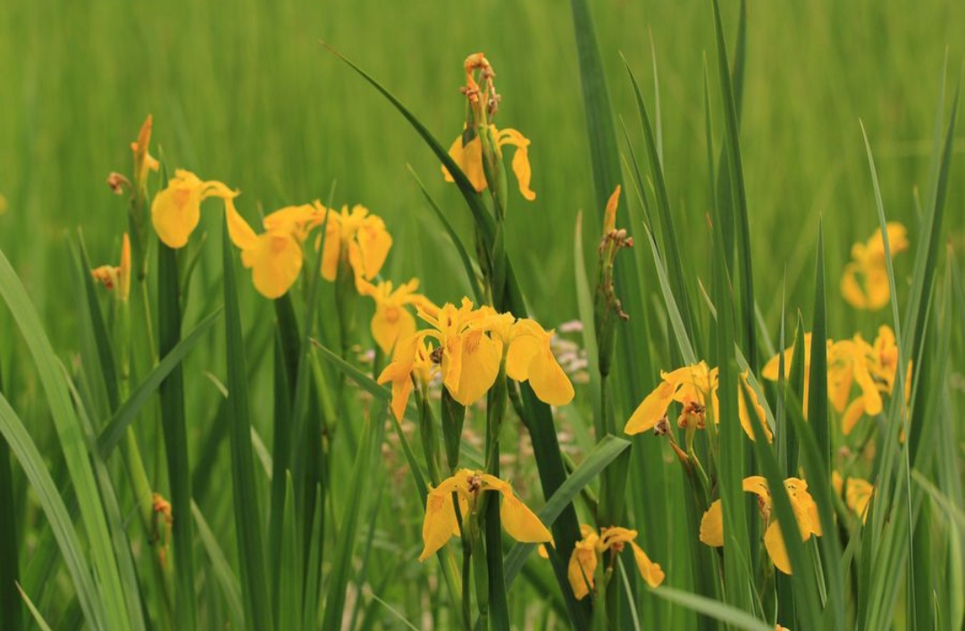 鎴峰涓嶈兘瑙︾鐨勬瘨鑺辨湁鍝簺,鍝簺姣掕姳涓嶈兘瑙︾