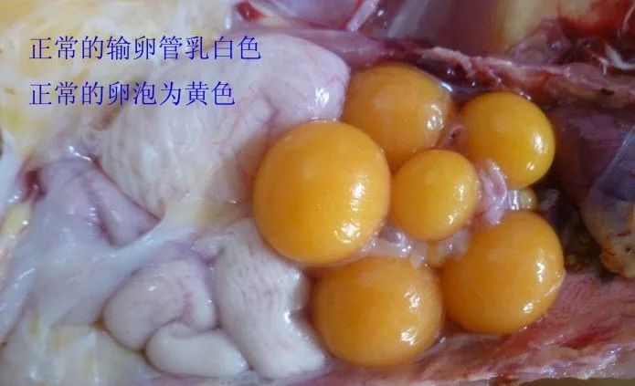 家禽常见疾病及检测方法书籍,家禽疾病如何检测