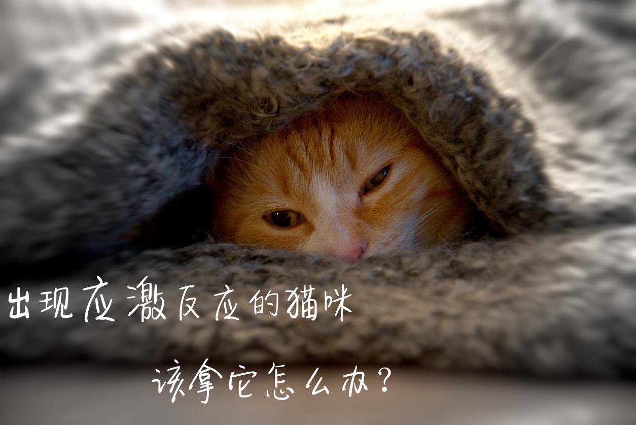 什么是应激反应猫咪,什么叫猫咪应激反应