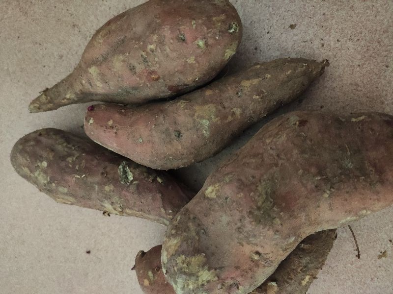 红薯和什么放一起容易坏,红薯要怎么存放才不会长虫