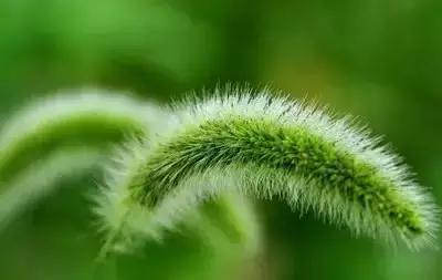 100种花的花语以及送花礼仪分享,100种花的名字和图片带花语