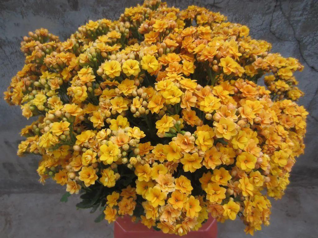 6种吉利花养在客厅里,适合家里养的吉利花