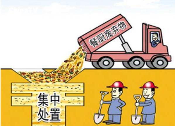 蟑螂大王每天处理50吨垃圾,3亿只蟑螂每天处理近15吨厨余垃圾