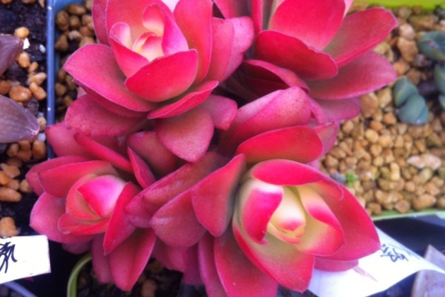 火祭不红怎么回事,为什么有的火祭怎么晒都不红