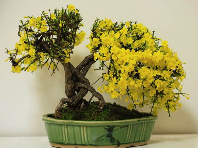 这5种花再好看也别乱养,1月份最好养好看的5种花