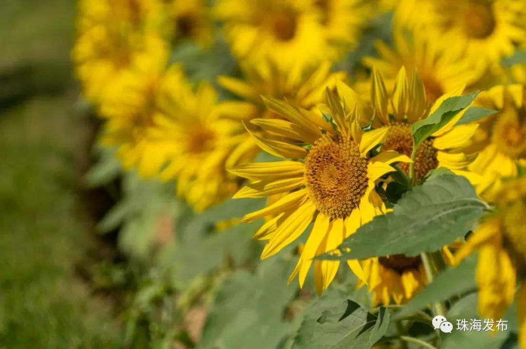 2020美到窒息！珠海的冬天，美炸了