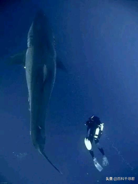 科普鲨鱼为什么不吃海豚呢,鲨鱼为什么不吃海豚的真相