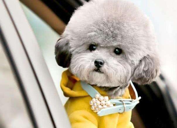 如何饲养泰迪,如何饲养泰迪犬