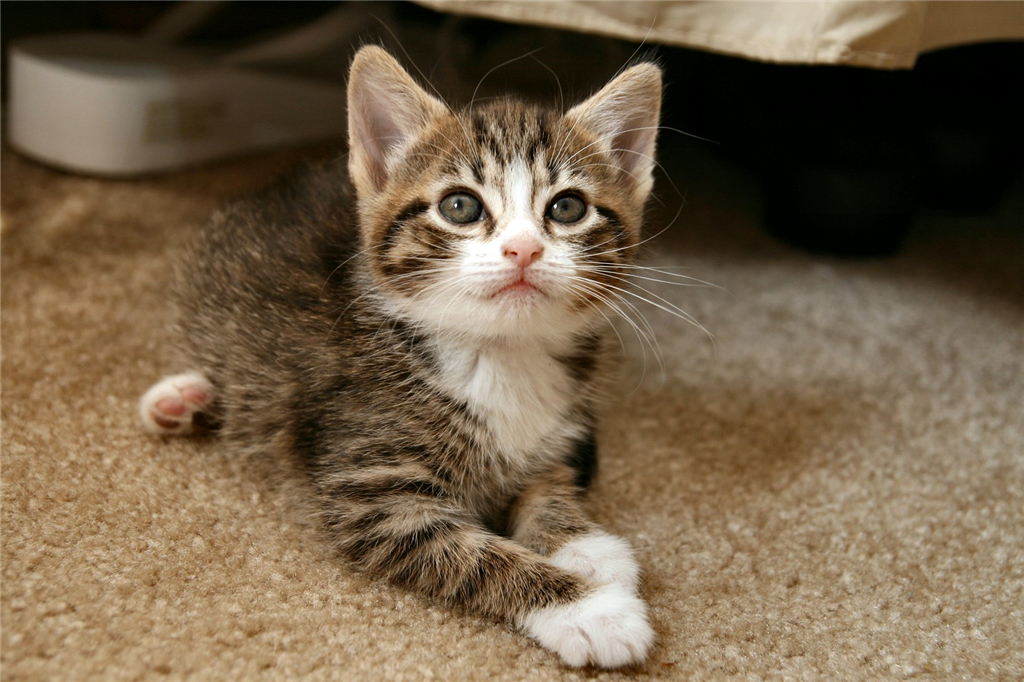 3个月的小猫咪感冒,三个月大小猫咪感冒了怎么办