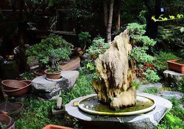 水旱树石盆景图片,什么树石盆景最好