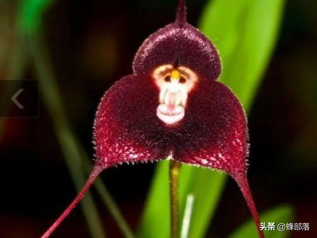 8000元一斤的“沙王八”,专吃肉却连肛门都没有,屎去哪了?