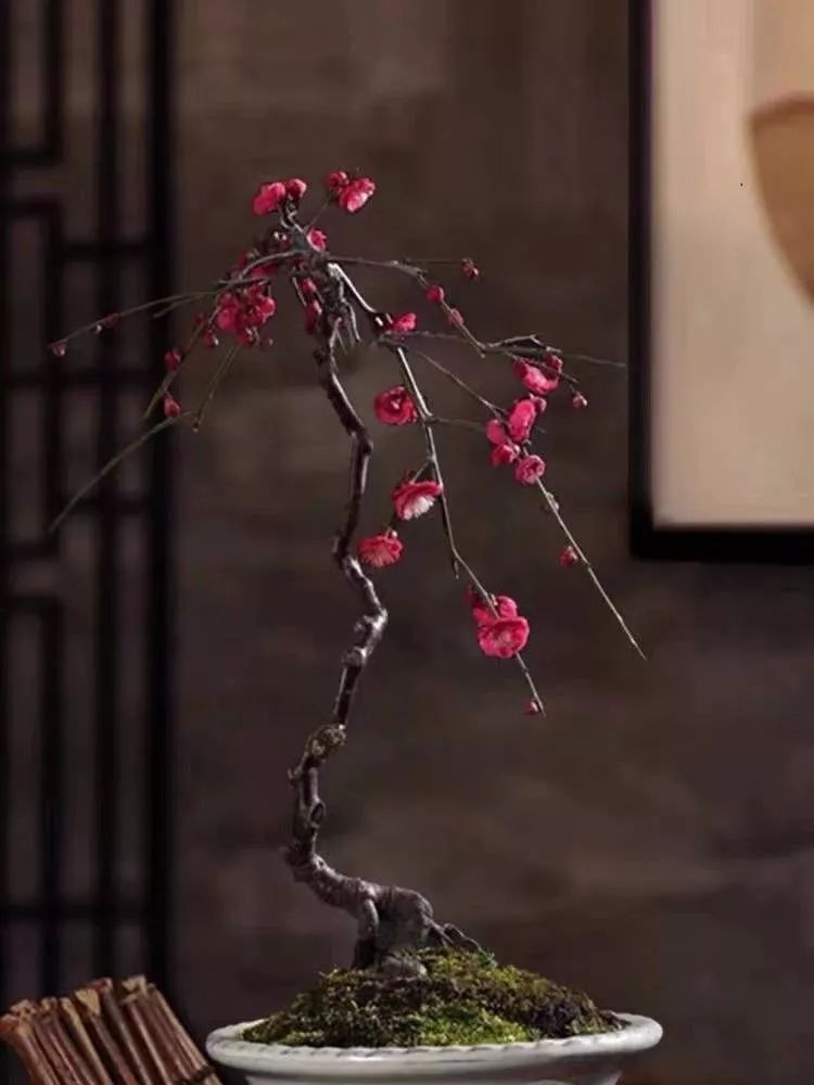 养花公认最美4种花满屋飘香,公认最好养的五种花