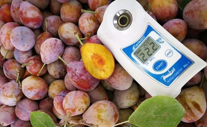 *疆新**法兰西西梅，甜到你心坎里