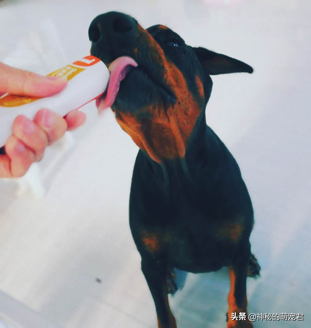 reddog红狗猫粮测评,reddog红狗鱼油美毛膏