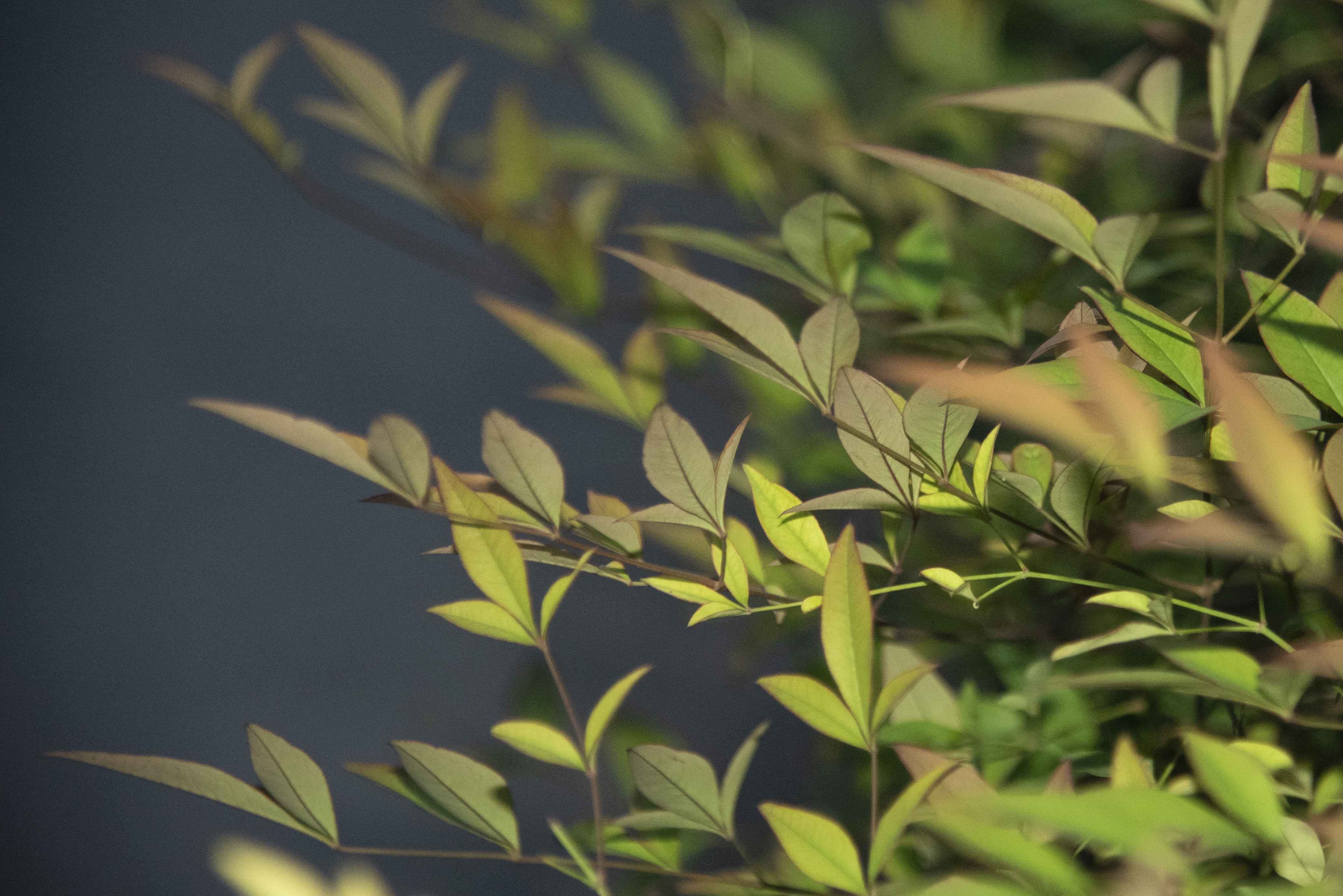 内置闪光灯和外置闪光灯拍摄效果,摄影中的闪光灯怎么玩