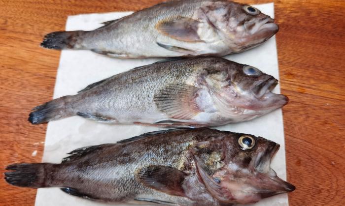 不管炖什么鱼最忌讳加它,炖鱼去除鱼腥味加哪些料