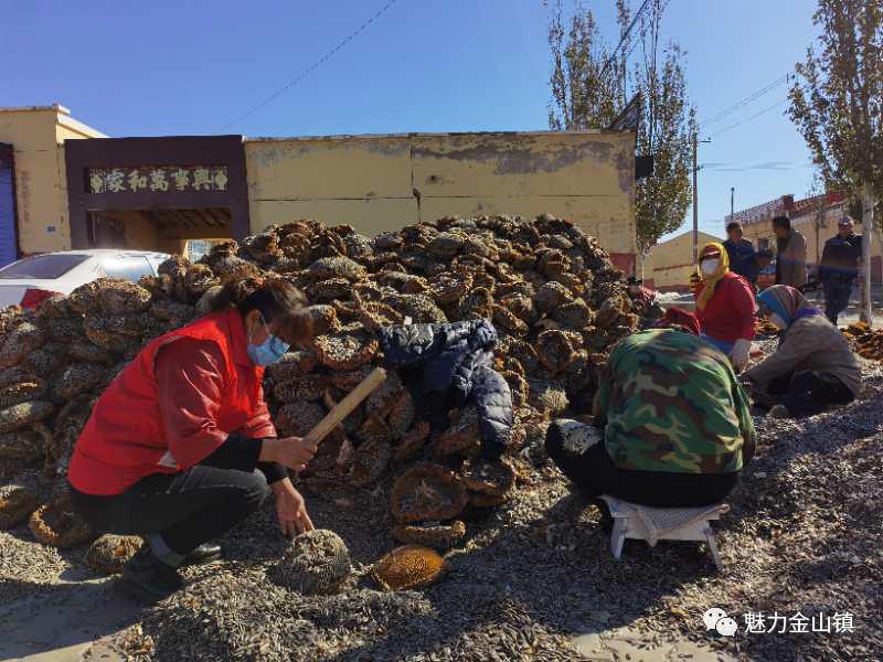 固阳县金山镇新时代文明实践,喜报固阳县文明创建再添荣誉