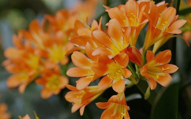 君子兰籽出芽后怎么养护,君子兰结种子期间怎么养护