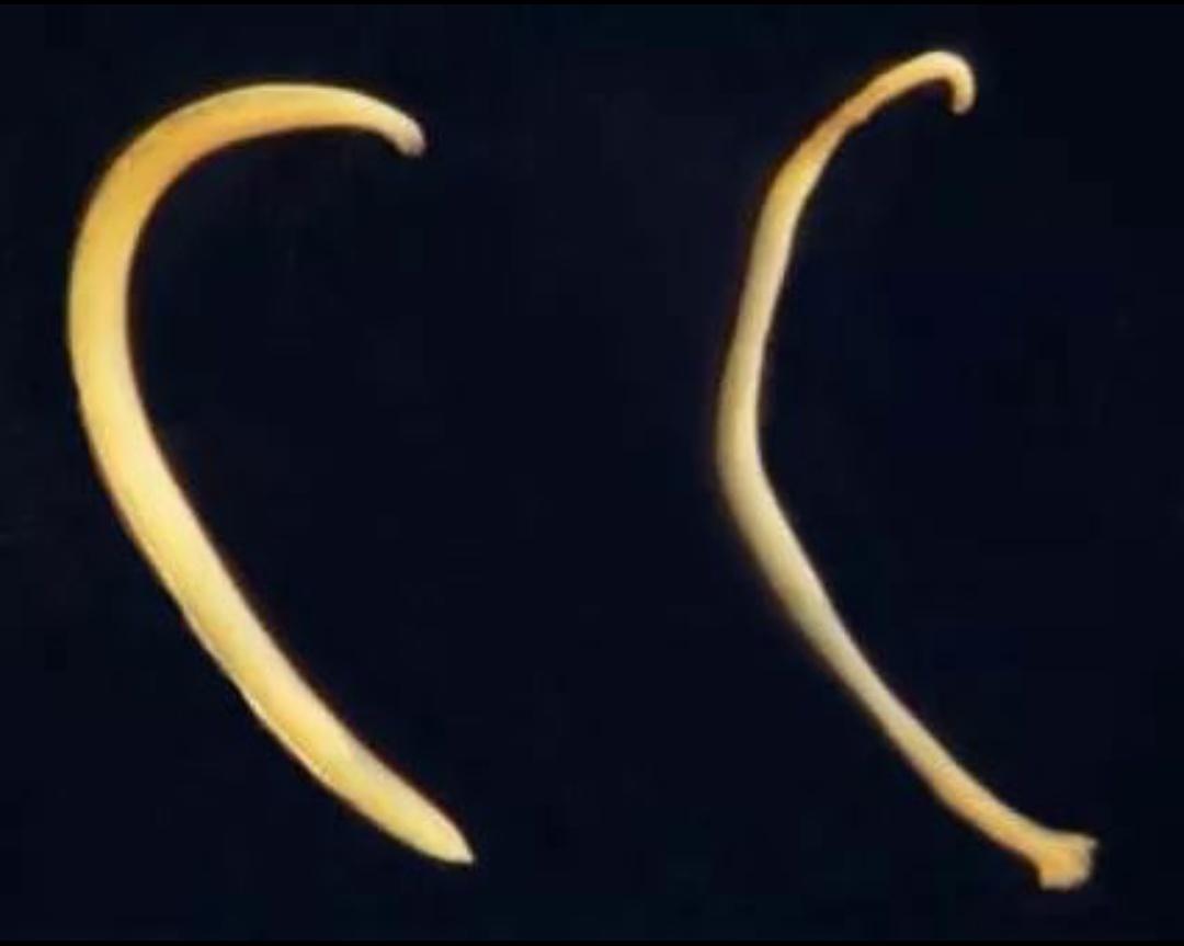 宠物寄生虫清除全过程,猫狗寄生虫治疗方法