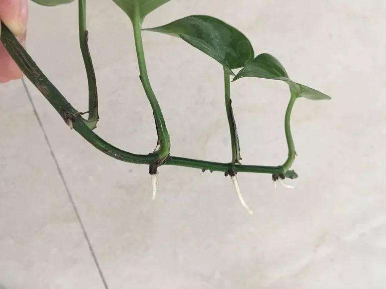 绿萝气生根,绿萝气生根快速长藤
