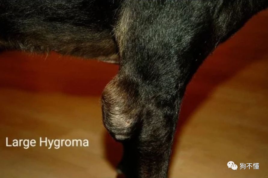 狗腿上有癣自己会好吗,狗腿上有白毛有什么说法