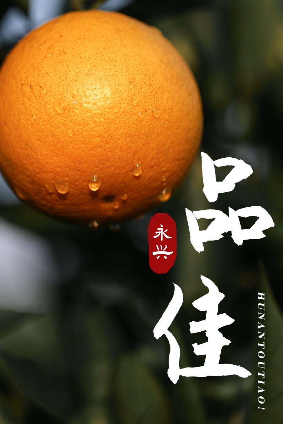 超爽福利暴击！高山神秘“金疙瘩”,甜蜜你的冬天