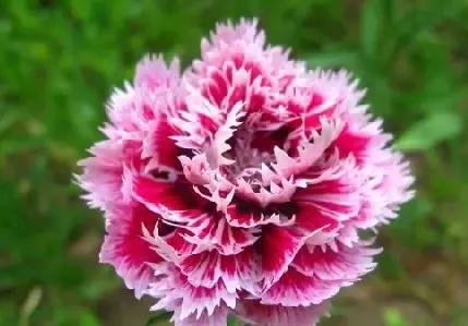 各国国花颜值巅峰,世界各国国花欣赏