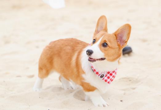 柯基的优点和缺点,柯基狗有什么优点吗