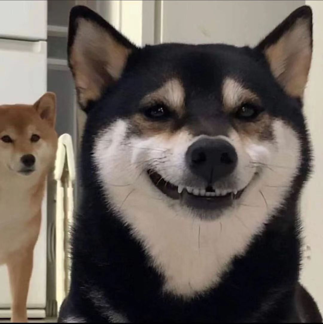 黑柴是大狗还是小狗,黑柴犬是二哈么