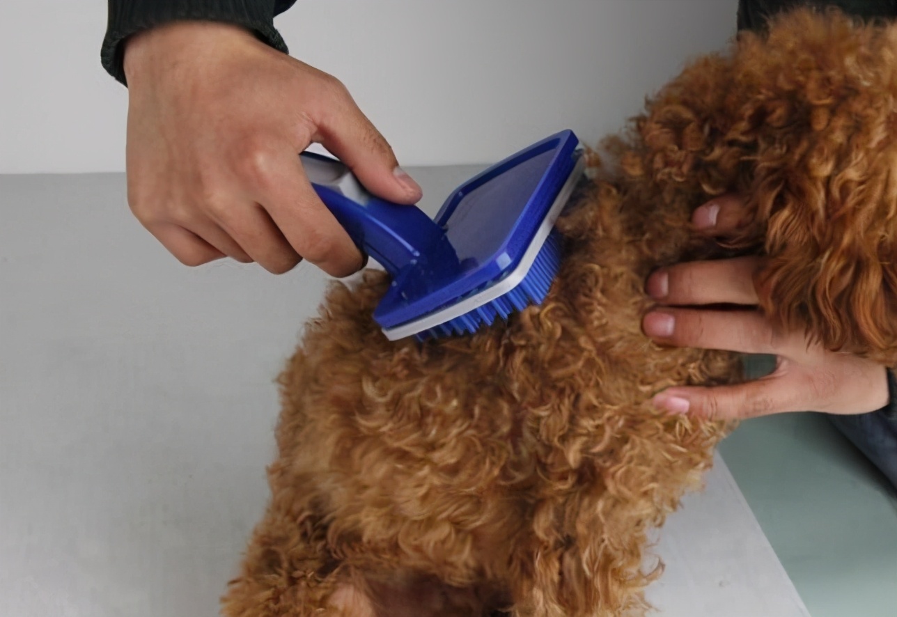 新手养狗泰迪入门必备攻略,新手养狗入门必备攻略泰迪